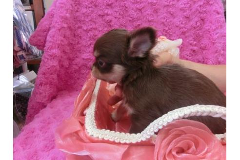 成約済の京都府のチワワ-9720の3枚目