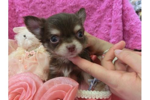 成約済の京都府のチワワ-9721の1枚目