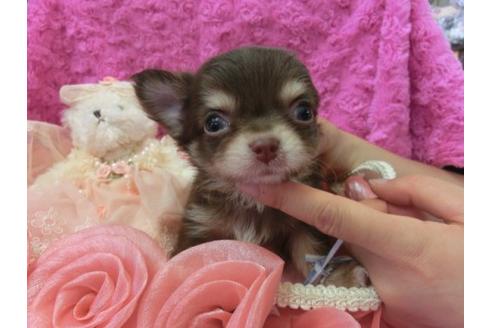 成約済の京都府のチワワ-9721の2枚目