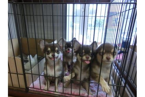 成約済の京都府のチワワ-9721の3枚目