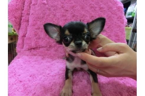 成約済の京都府のチワワ-9722の2枚目