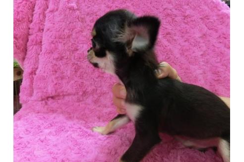 成約済の京都府のチワワ-9722の3枚目