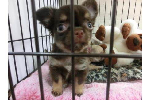 成約済の京都府のチワワ-9723の1枚目