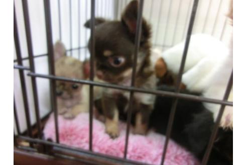 成約済の京都府のチワワ-9723の2枚目