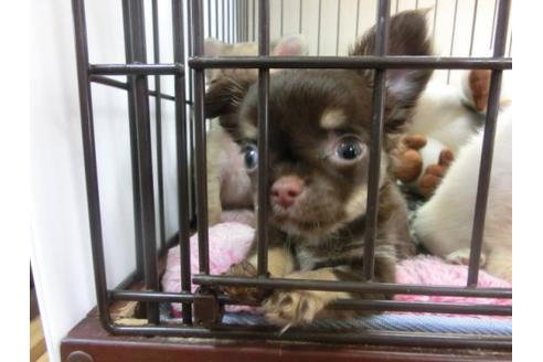 成約済の京都府のチワワ-9723の3枚目