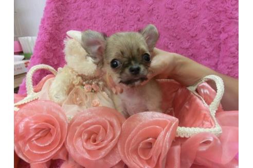 成約済の京都府のチワワ-9724の1枚目