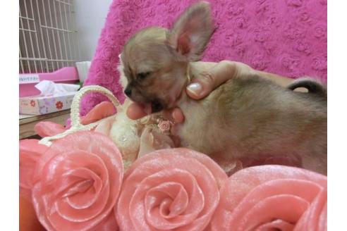 成約済の京都府のチワワ-9724の2枚目