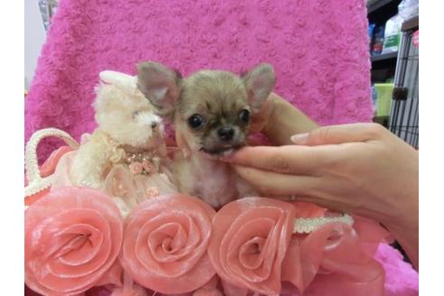 成約済の京都府のチワワ-9724の3枚目