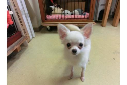 成約済の京都府のチワワ-9725の1枚目