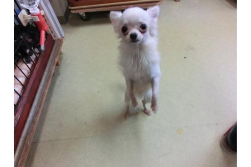 成約済の京都府のチワワ-9725の2枚目