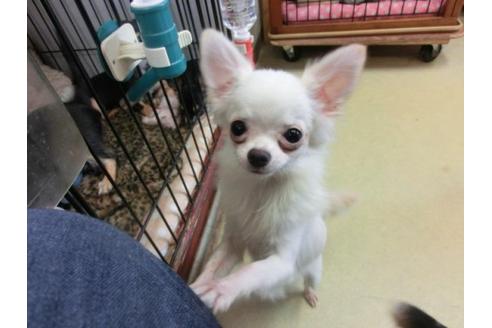 成約済の京都府のチワワ-9725の3枚目