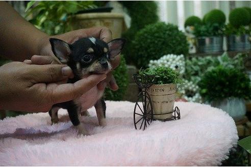 成約済の京都府のチワワ-9742の3枚目