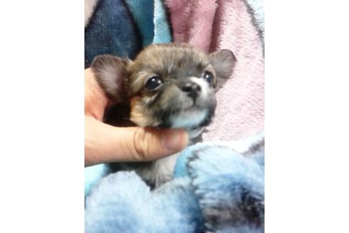 成約済の滋賀県のチワワ-9750の1枚目
