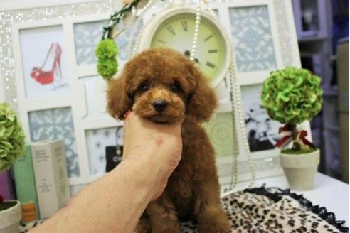 成約済の大阪府のトイプードル-9753の2枚目