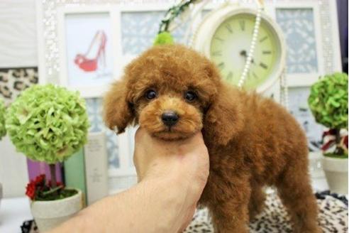 成約済の大阪府のトイプードル-9753の3枚目
