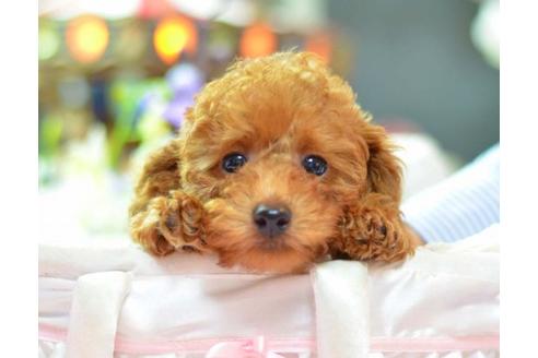 成約済の埼玉県のトイプードル-6316の2枚目
