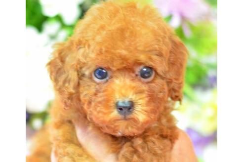 成約済の埼玉県のトイプードル-6318の1枚目