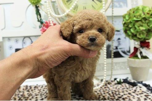 成約済の大阪府のトイプードル-9798の2枚目