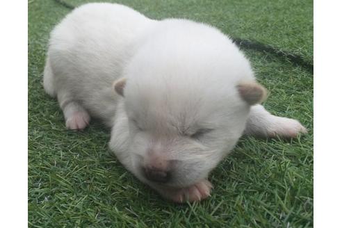 成約済の長崎県の柴犬-9811の3枚目