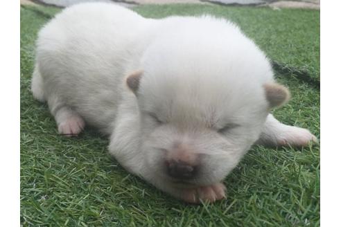 成約済の長崎県の柴犬-9811の1枚目