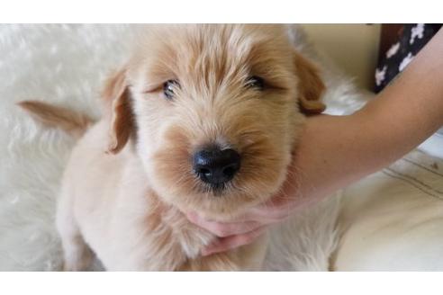 成約済の茨城県のミックス犬-9839の2枚目