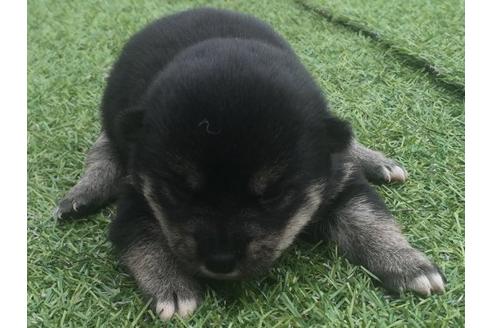 成約済の長崎県の柴犬-9869の1枚目
