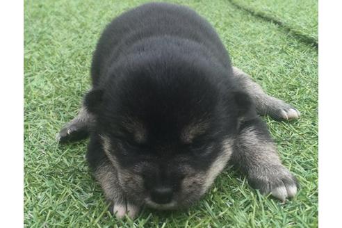 成約済の長崎県の柴犬-9869の3枚目