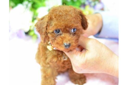 成約済の埼玉県のトイプードル-6320の1枚目