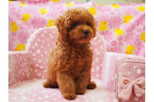 成約済の茨城県のトイプードル-9912の1枚目
