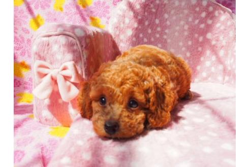 成約済の茨城県のトイプードル-9913の3枚目
