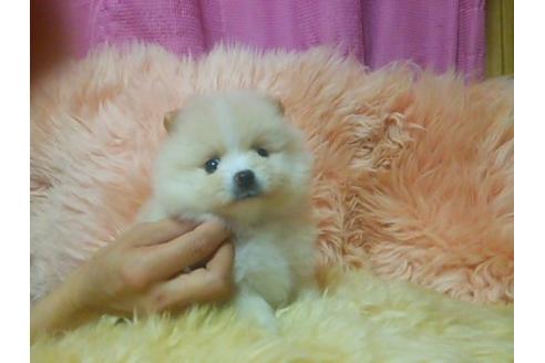 成約済の愛知県のポメラニアン-9918の1枚目