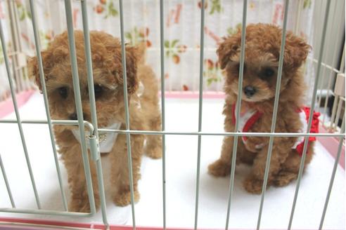 成約済の福岡県のトイプードル-8019の1枚目