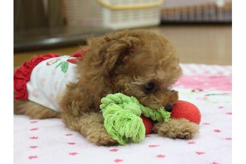 成約済の福岡県のトイプードル-8018の3枚目