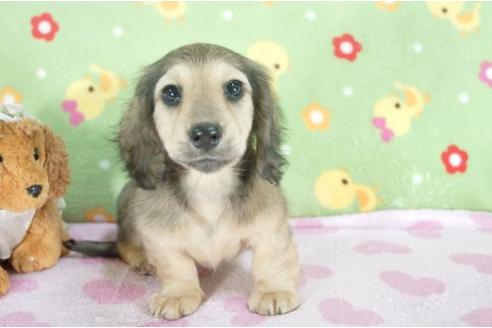 成約済の兵庫県のミニチュアダックスフンド-7472の1枚目