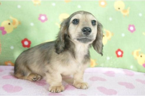 成約済の兵庫県のミニチュアダックスフンド-7472の3枚目