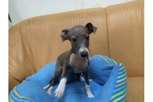 成約済の栃木県のイタリアングレーハウンド(イタグレ)-10025の2枚目