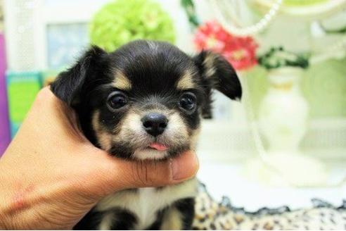 成約済の大阪府のチワワ-10041の1枚目
