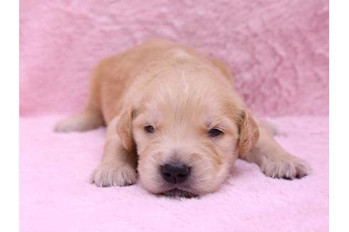 成約済の栃木県のゴールデンレトリーバー-10067の1枚目