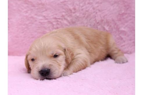 成約済の栃木県のゴールデンレトリーバー-10067の2枚目