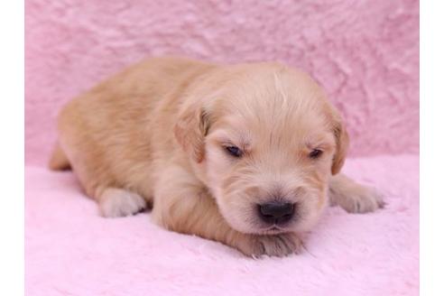 成約済の栃木県のゴールデンレトリーバー-10067の3枚目