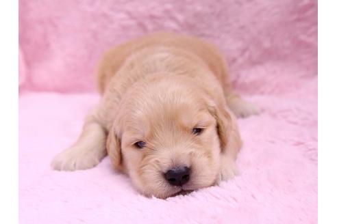 成約済の栃木県のゴールデンレトリーバー-10068の1枚目