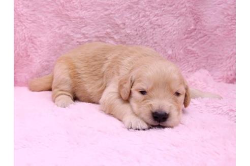 成約済の栃木県のゴールデンレトリーバー-10068の2枚目