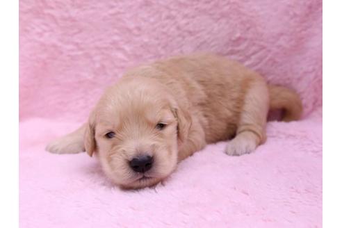 成約済の栃木県のゴールデンレトリーバー-10068の3枚目