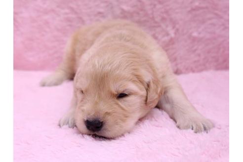 成約済の栃木県のゴールデンレトリーバー-10069の1枚目