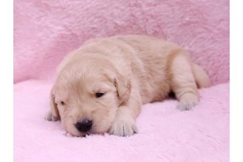 成約済の栃木県のゴールデンレトリーバー-10069の2枚目