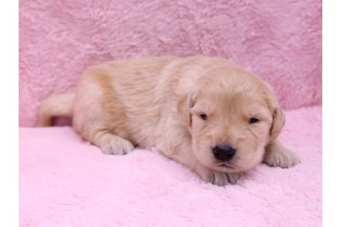 成約済の栃木県のゴールデンレトリーバー-10069の3枚目