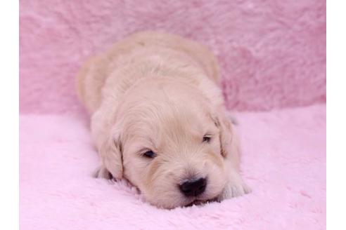 成約済の栃木県のゴールデンレトリーバー-10070の1枚目