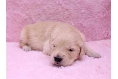 成約済の栃木県のゴールデンレトリーバー-10070の2枚目