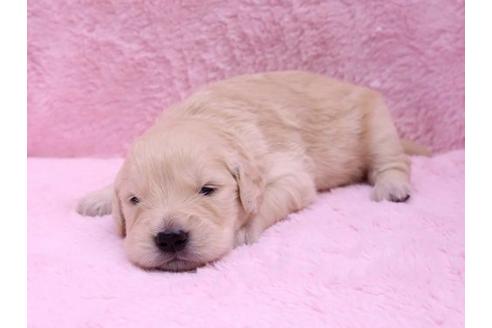 成約済の栃木県のゴールデンレトリーバー-10070の3枚目