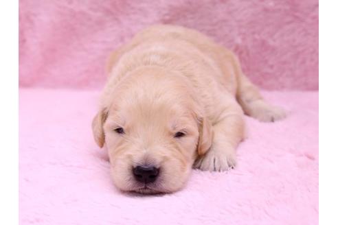 成約済の栃木県のゴールデンレトリーバー-10071の3枚目